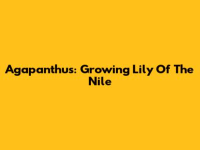 Agapanthus: Growing Lily Of The Nile