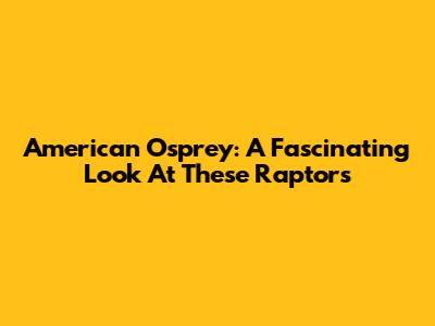 American Osprey: A Fascinating Look At These Raptors