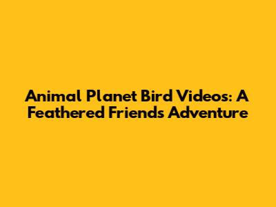 Animal Planet Bird Videos: A Feathered Friend's Adventure