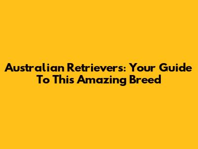 Australian Retrievers: Your Guide To This Amazing Breed