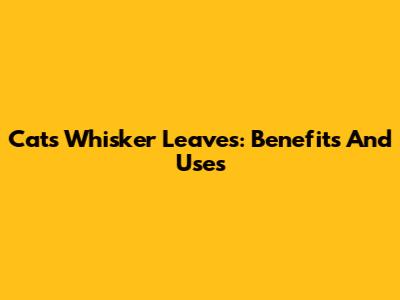 Cat's Whisker Leaves: Benefits And Uses