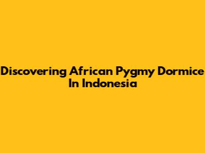 Discovering African Pygmy Dormice In Indonesia