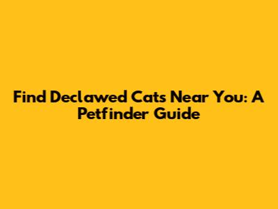 Find Declawed Cats Near You: A Petfinder Guide