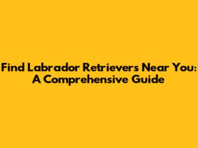 Find Labrador Retrievers Near You: A Comprehensive Guide