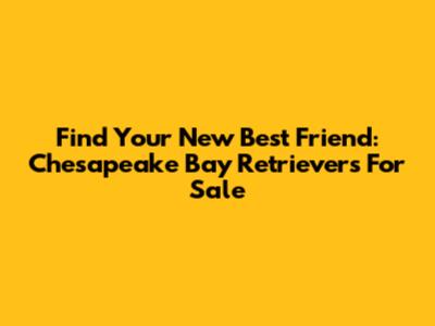 Find Your New Best Friend: Chesapeake Bay Retrievers For Sale