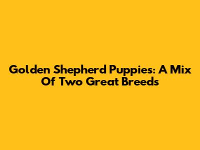 Golden Shepherd Puppies: A Mix Of Two Great Breeds