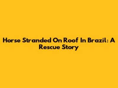 Horse Stranded On Roof In Brazil: A Rescue Story