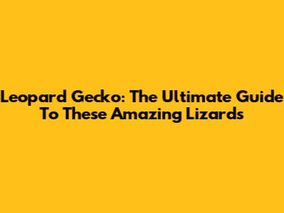 Leopard Gecko: The Ultimate Guide To These Amazing Lizards