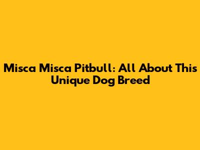 Misca Misca Pitbull: All About This Unique Dog Breed