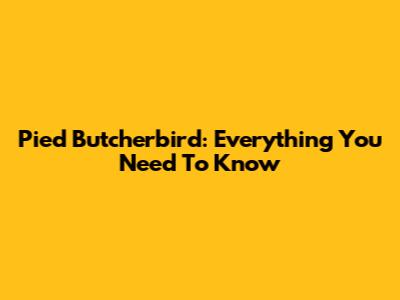 Pied Butcherbird: Everything You Need To Know