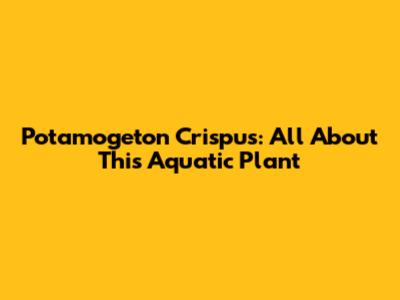 Potamogeton Crispus: All About This Aquatic Plant