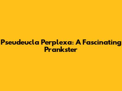 Pseudeucla Perplexa: A Fascinating Prankster