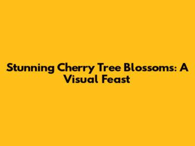 Stunning Cherry Tree Blossoms: A Visual Feast