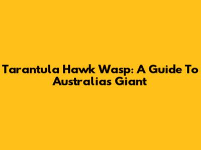 Tarantula Hawk Wasp: A Guide To Australia's Giant