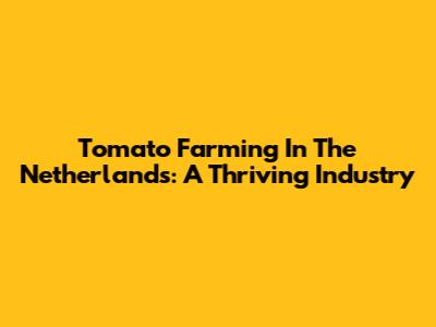 Tomato Farming In The Netherlands: A Thriving Industry