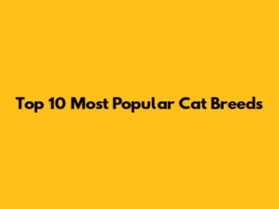 Top 10 Most Popular Cat Breeds