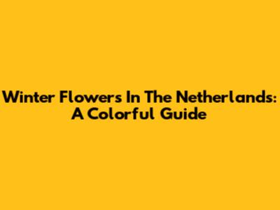 Winter Flowers In The Netherlands: A Colorful Guide