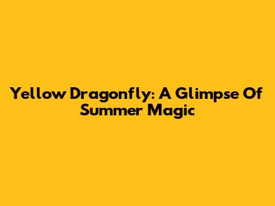 Yellow Dragonfly: A Glimpse Of Summer Magic